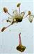  Stamens, Pseudostaminodes and Pistil